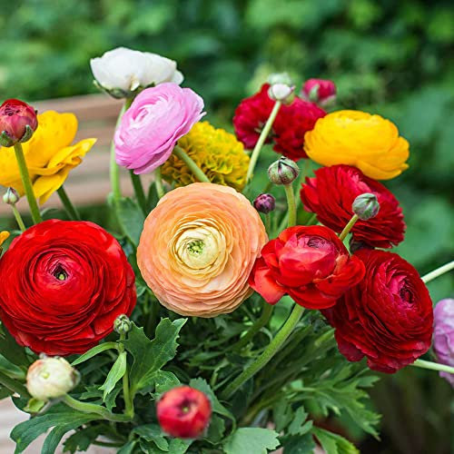 10 x Ranunculus Asiatic Mixed – Spring Flowering Bulbs – Warm Bright Peony Blooms – Hardy Perennial – Long-Lasting Blooms for Cut Flowers – for Your Beautiful Garden
