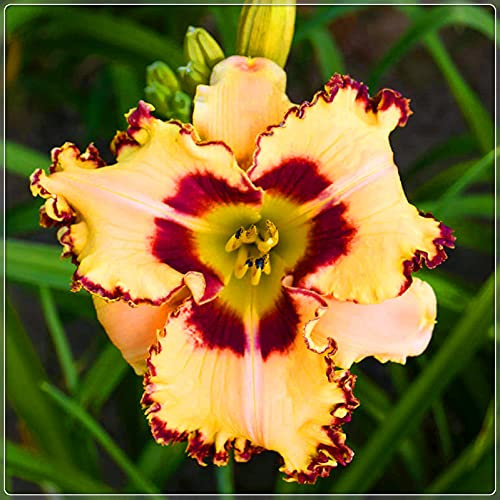 Pianta decorativa magica,Rizoma di Hemerocallis,issimi fiori ornamentali,Elementi essenziali per il giardinaggio-5 Rizomi,2