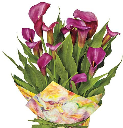 Votaniki Royal Plum Calla Lily - Fragrant Trumpet Shaped Flowers, Perennial Calla Lily (Zantedeschia 'Purple Sensation') | Summer Flowering Bulbs, Hybrid Calla Lily Bulbs - Easy to Grow (1 Pack)