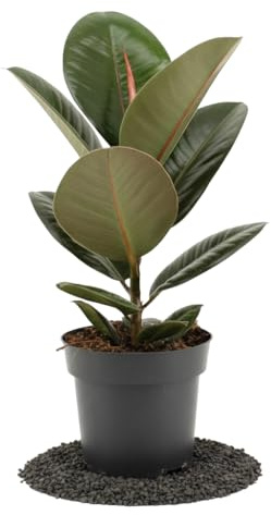 Planta De Interior Planta Caucho Natural DECOALIVE Ficus Elastica Robusta Maceta 14 cm - Planta Natural Fácil De Cuidar Para Casa Y Despacho