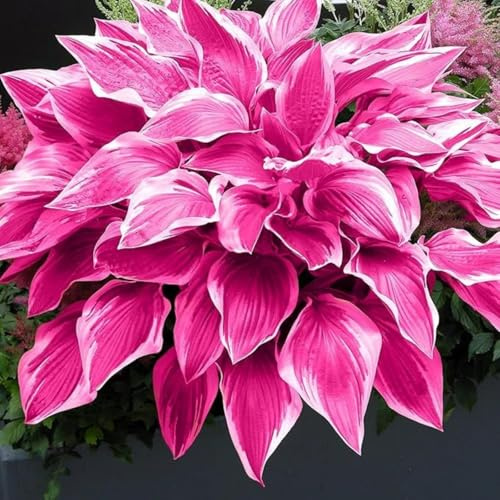 Raro Hosta bulbi,Piante perenni,Hosta pianta vera,resistenti al freddo,Tagliare,Facile da curare(non artificiali)-4 bulbi-G
