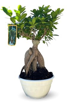 Attitude Jardin - Ficus ginseng - bonsai du débutant - ficus microcarpa - 40-50 cm - ⌀ 21 cm - plante d'intérieur