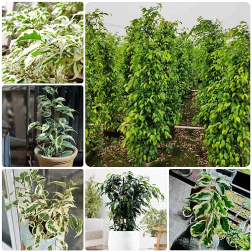 30 pcs birkenfeige samen - Ficus benjamina - winterharte pflanzen für garten, gartenpflanzen birkenfeige zimmerpflanze garten geschenk, bio saatgut bonsai samen, hochbeet balkon saatgut,
