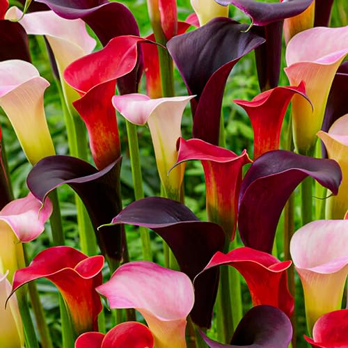 Rot & Weiß & Schwarz Calla Lilie Blumenzwiebeln Kollektion, Zantedeschia Zwiebel, 5 echte und große Zwiebeln die mehr als 5 Blüten tragen, ideale für den Topf, Blumenzwiebeln aus Hollandkünstlich)