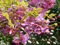 15 Rose Locus/Rose Acacia Fleur Robinia Hispida Fertilis Arbre Arbuste Graines
