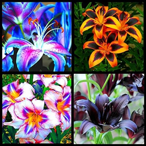 Lilium knollen zwiebeln,blumenzwiebeln mehrjährig winterhart,lilien im topf,lilien zwiebeln winterhart mix,dekorative blumen,Ausgezeichnete Verzierung.-4 zwiebeln-A