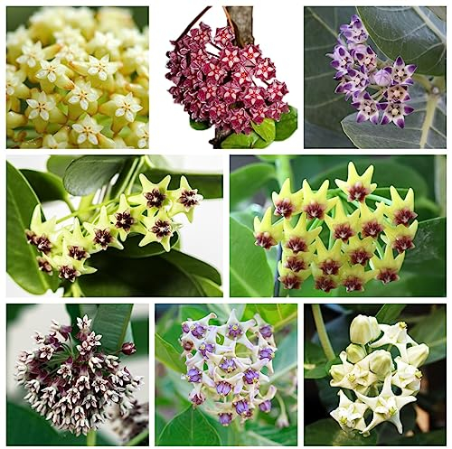 200 Samen Hoya Pflanze - Hoya Carnosa - Succulent Samen Hoya Pflanze Samen Wildblumenwiese Saatgut Mehrjährig, Seed Samen Zimmerpflanzen, Garten Pflanzen Winterharte Stauden Dauerblüher,