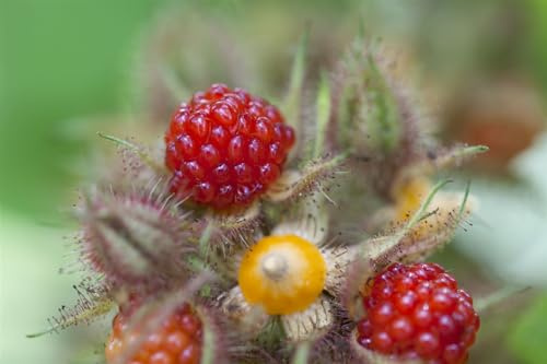 Japanische Weinbeere Rubus phoenicolasius 30-40 cm winterhart
