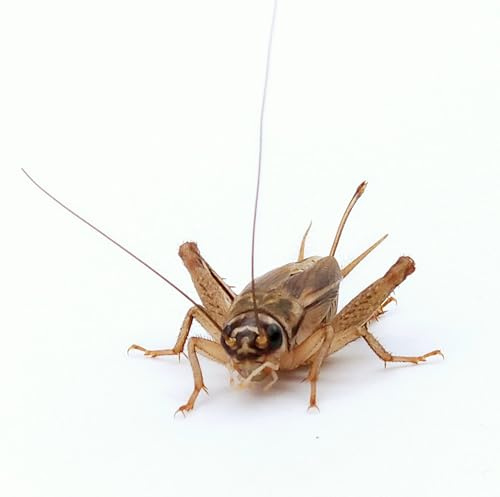 Eurocrickets | Levande fodersyrsor storlek nr 5 (15–18 mm) Standard | Mega Pack – 1000 st |foderinsekter för fåglar