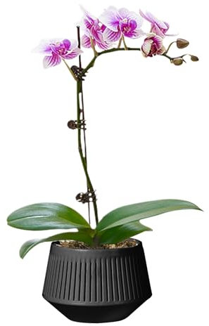 Macetas para Orquídeas con Drenaje, Macetas con Agujeros - Doble Capa Violeta African Pots | Plantador Transpirable para El Control De La Raíz De La Hidroponía De Flores Florecientes
