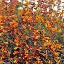 25 Agastache Semi aurantiaca, tango, Hummingbird Menta, rustiche di zona 5:Seeds