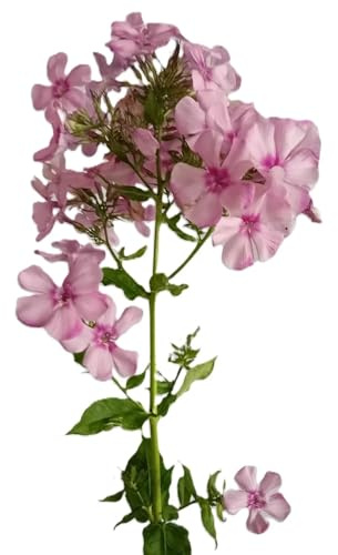 Staude Große Flammenblume Phlox paniculata Flamingo mit rosa Blüten