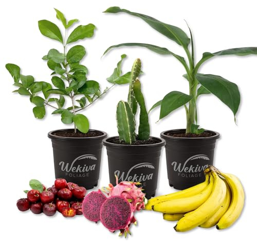 Fruit Medley Trio - 3 Live Plants in 4 Inch Pots - One Each of Banana Tree, Dragon Fruit, and Barbados Cherry Tree for Your Edible Garden