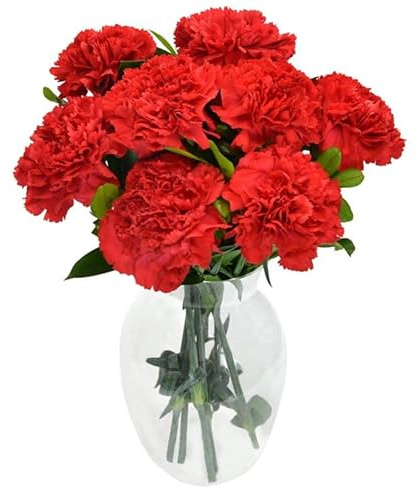 Bouquet de Clavel Rojo PREMIUM con 50 Flores, Diseño Elegante para Regalos Exclusivos