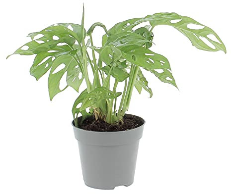 KENTIS - Monstera Adansonii Monkey Leaf - Piante Vere Tropicali da Interno - H 30-40 cm Vaso Ø 12 cm