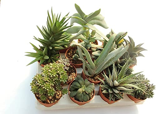 Italy Green Life - Set 3 Piante Grasse Vere Senza Spine vaso da 6,5cm | Mini Piantine da Interno ed Esterno | Piante Succulente Ideali per Scrivania, Casa e Ufficio | Regali Ecosostenibili