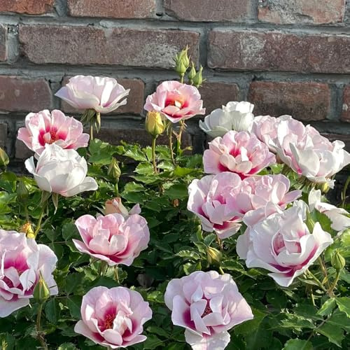 semillas fragantes resistentes del rosal, decoración para el jardín salón de sombra 350pcs