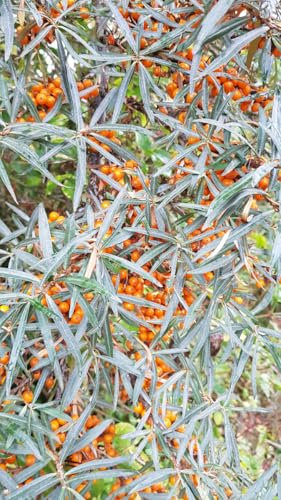 Hippophae rhamnoides 'Solo' ⚥ / Argousier autofertile/Godet/Arbuste fruitier