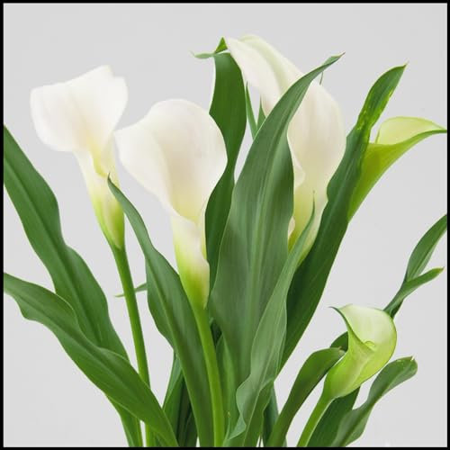 Calla zwiebeln,winterharte pflanzen,calla outdoor,calla pflanze knolle,calla lily,calla pflanze echt,calla winterhart mehrjährig,calla knollen angebot,calla lily plant live.-2zwiebeln-E