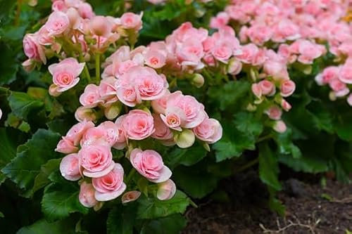 100 graines de fleurs de bégonia roses fraîches et neuves