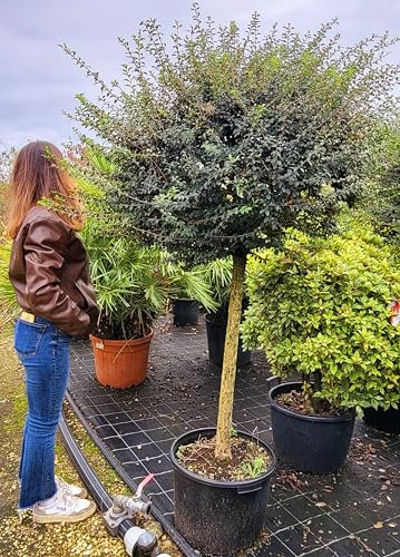 POWERS TO FLOWERS - BOSSO ALBERELLO, LIGUSTRUM, BUXUS ALBERELLO A CHIOMA XXL, altezza 200cm, Pianta Vera