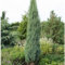 Blauer Raketenwacholder 'Blue Arrow', Höhe 60-80cm, Topf 7,5 Liter, 2er-Set
