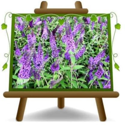 EURO PLANTS VIVAI Buddleja Davidii Viola (Pianta della Farfalla) Vaso ø 18 cm Altezza 40-50 cm