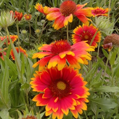 kokardenblume, gartenblumen, kräuterpflanzen seltene, wohnzimmer deko blumenwiese mehrjährig wildblumen balkonblumen winterharte kübelpflanzen schnittblumen 150samen