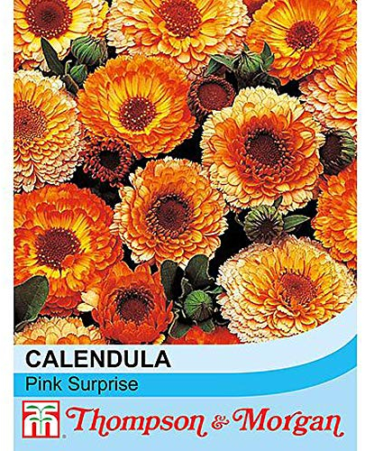 Calendula officinalis Seeds 'Pink Surprise' English Marigold Seeds Hardy Annual Summer Flowering Garden Plants Easy to Grow Your Own 1 Packet 100 Calendula Marigold Seeds by Thompson and Morgan
