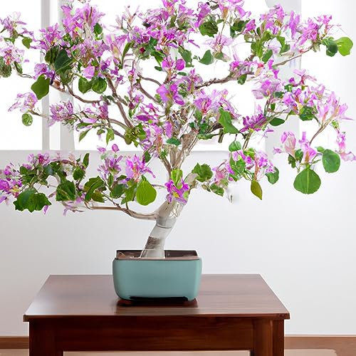 Purple Orchid Tree Bauhinia Purpurea Seeds - 5 Rare Seeds for Indoor Bonsai Houseplant