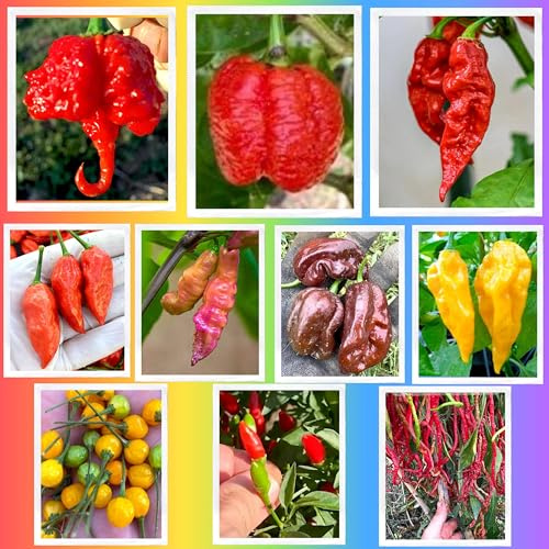 SEMISTRANI.IT - 100 Semi dei 10 Peperoncini più Buoni e Piccanti del Mondo, Coll. Tradizionale + Guida: CAROLINA REAPER, SCORPION, GHOST, NAGA, HABANERO, CHARAPITA, FATALII, TIGER, THUNDER, CALABRESE