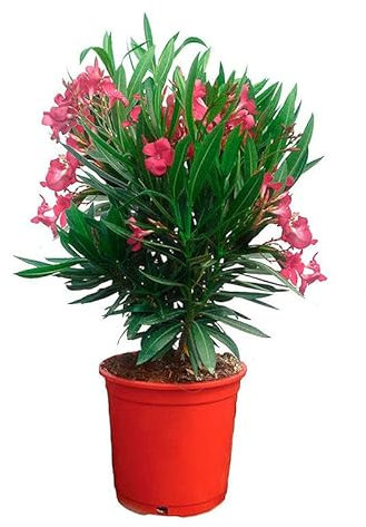 Árbol del Oleandro Natural con Flores de Color Rosa