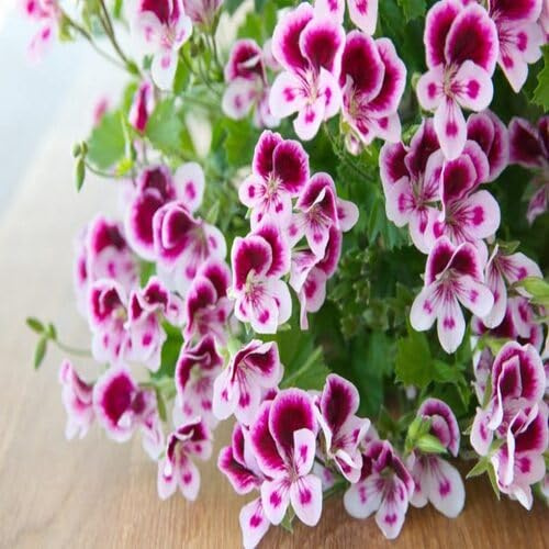 100 semi di geranio bianco pelargonium