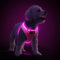 PcEoTllar Hundegeschirr Leuchtend, Leuchtgeschirr LED Aufladbar & Reflektierendes, Beleuchtetes Leuchtgeschirr für Welpe Klein Mittlere Hund, Atmungsaktiv Leucht Geschirr, Rosa-L