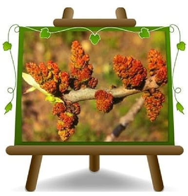 EURO PLANTS VIVAI Pistacchio (Pistacia Vera) Maschio C Special Alberi da Frutto Altezza 100-120 cm Vaso 26 cm