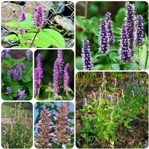 Semillas de ortiga fragante - semillas de jardín Agastache foeniculum - variedades antiguas semillas de productos sostenibles raras 250pcs