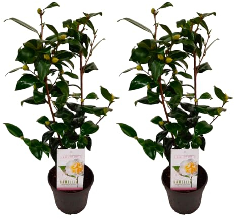 Plant in a Box - Camellia japonica 'Brushfield's Yellow' - 2er Set - Japanische Rose - Kamelie pflanze Winterhart - Topf 15cm - Höhe 50-60cm