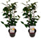 Plant in a Box - Camellia japonica 'Brushfield's Yellow' - 2er Set - Japanische Rose - Kamelie pflanze Winterhart - Topf 15cm - Höhe 50-60cm