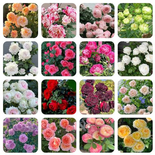 semillas de rosal, Rosa chinensis, Cubresuelos resistentes de interior exóticas decoración sala estar jardín en el balcón Decoraciones jardín exteriores 550pcs