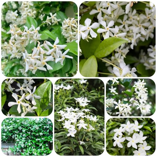 Jazmín estrella resistente - semillas semillas de flores plantas en macetas jardín de flores balcón plantas interior verano maceta bonsái jazmín trepadoras resistentes exóticas jardín 300pcs