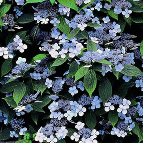 Hortensia 'Blue Bird' – Hydrangea serrata 'Bluebird' 25-30 cm pot | Arbuste compact, fleurs bleu clair délicates, idéal pot & petit jardin