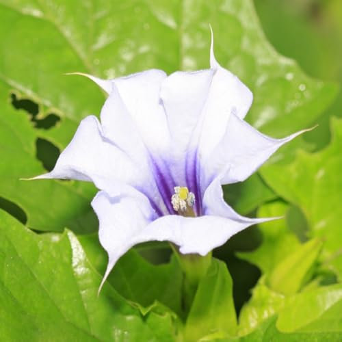 engelstrompete pflanze samen、 blumen garten、pflanzen für sonnige plätze deko garten、schnell wachsender bonsai topf、schnittblumen samen blumensamen mehrjährig winterhart 200pcs