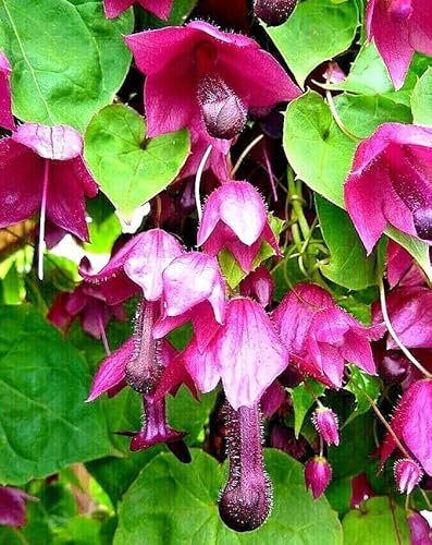 Buy4seeds 15 Seeds Rhodochiton atrosanguineus Purple Bell Vine Easy for Grow Garden