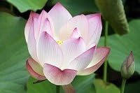 Fiore di Loto Nelumbo Julchen – Rizoma Vivo di Loto Ornamentale Rosa – Pianta Acquatica per Laghetti e Vasi – Fioritura Estiva Decorativa