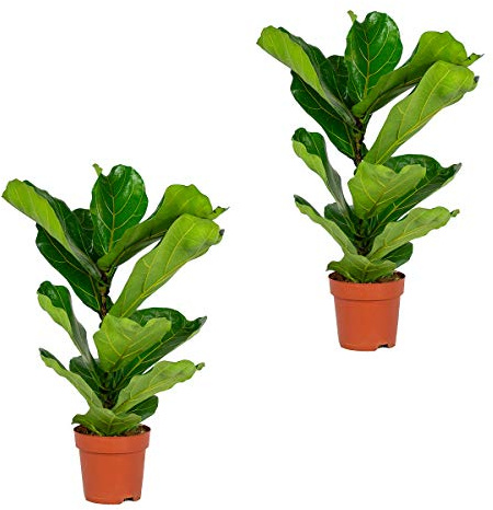 Bloomique - Set de 2 - Ficus lyrata - Higuera lira - Planta de interior - Purificadora del aire - Fácil de cuidar - Altura 50-60 cm - Maceta 17 cm