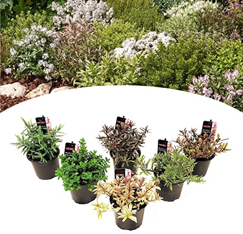 Plant in a Box - Hebe pinguifolia - Mix de 6 - Arbuste hébé - Veronique plantes d'extérieur robuste - Pot 10,5cm - hauteur 15-20cm