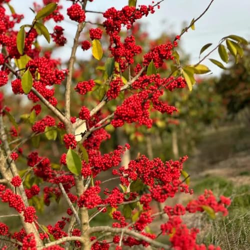 semillas de sostenible balcón Serie de raras exóticas para exterior arbustos ornamentales fácil cultivo arbustos resistentes 50pcs