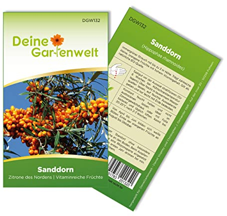 Sanddorn Samen - Hippophae rhamnoides - Sanddornsamen - Obstsamen - Saatgut für 20 Pflanzen