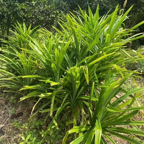 pandan - aromáticas de jardín, de invierno Panda Semillas resistentes invierno, exóticas balcones con parterres 300semillas
