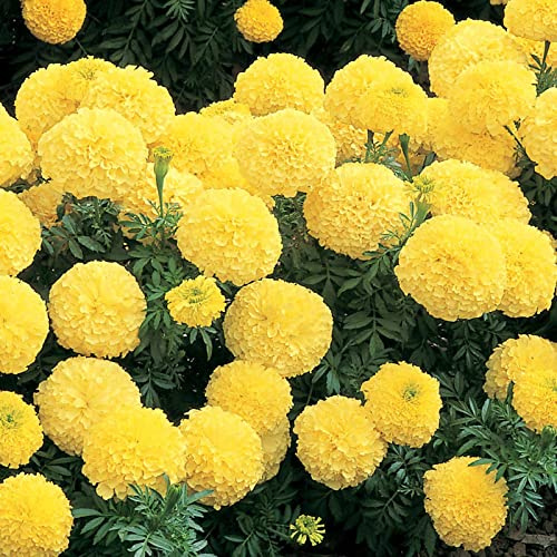 Marigold Seeds - Inca II Series - Primrose - 25 Seed Packet - Tagetes erecta - Non-GMO, Open Pollinated - Flower Gardening